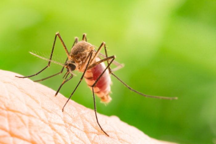 mito sobre la malaria