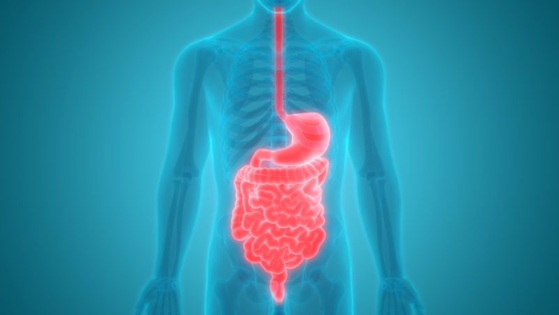 anatomía del sistema digestivo