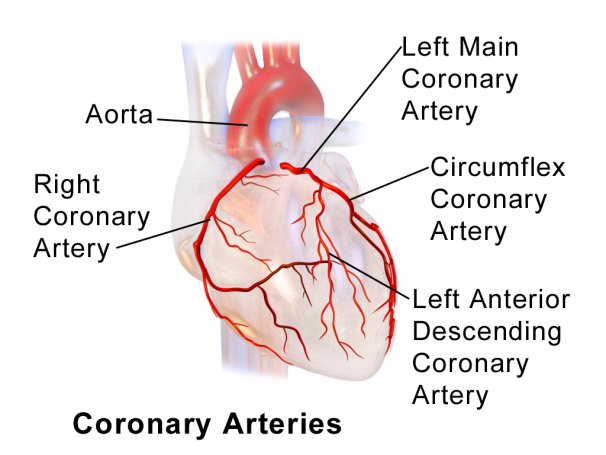 arteria coronaria es