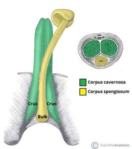 Anatomía del pene (fuente: Teach Me Anatomy)