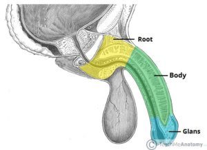 Anatomía de la vista lateral del pene (fuente: Teach Me Anatomy)