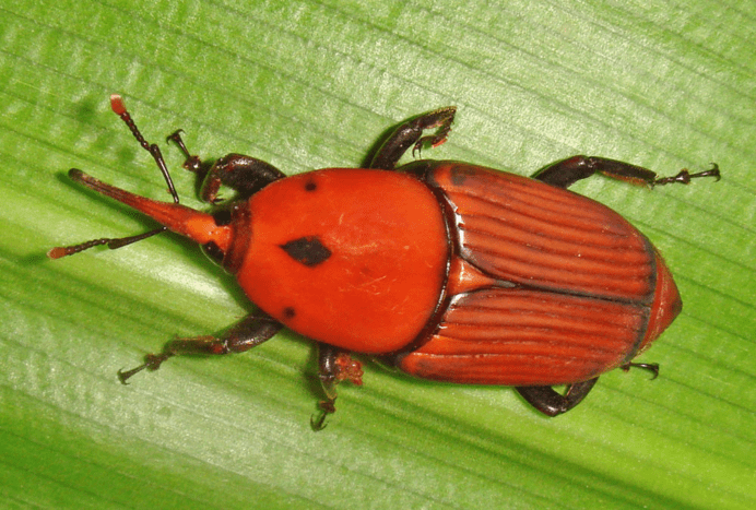 escarabajo de sagú