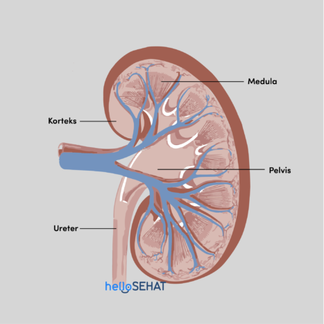 anatomía del riñón