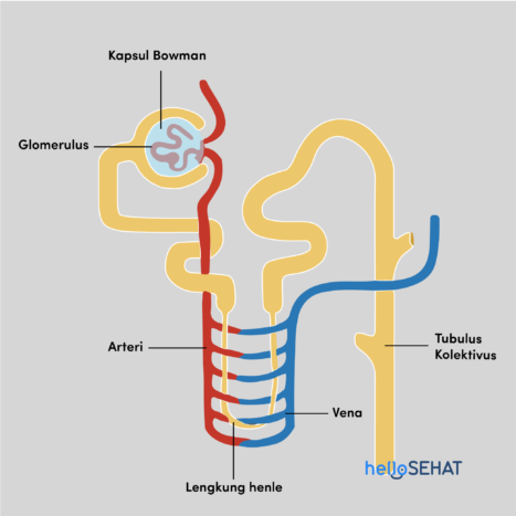 anatomía de la nefrona