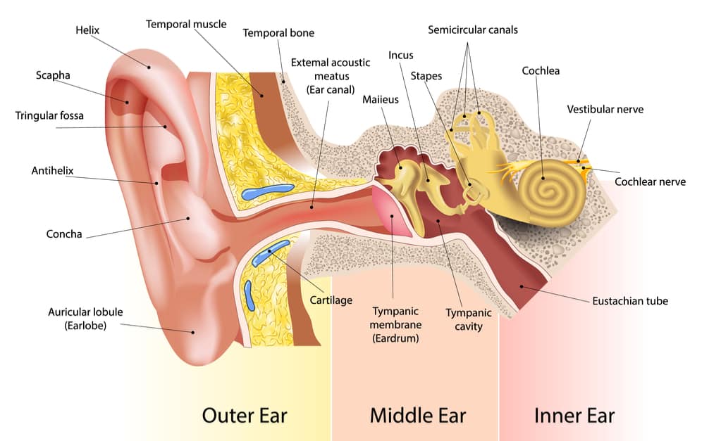 parte de la oreja