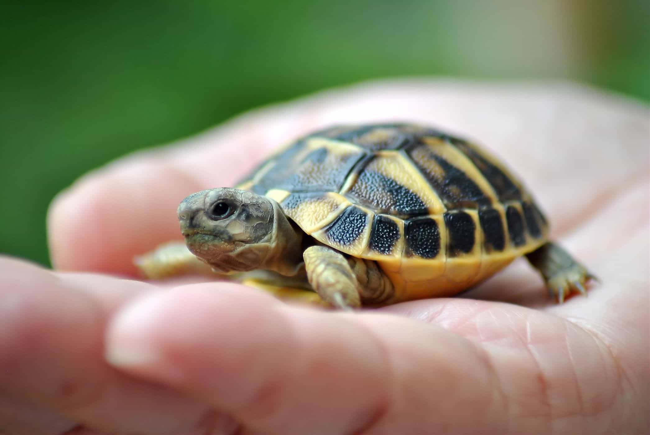 El mantenimiento de las tortugas aumenta el riesgo de infección por salmonela