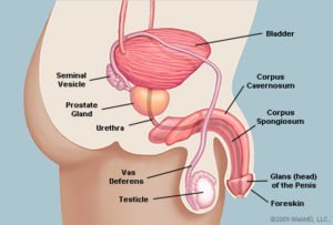 La anatomía del pene se ve de lado (fuente: WebMD)