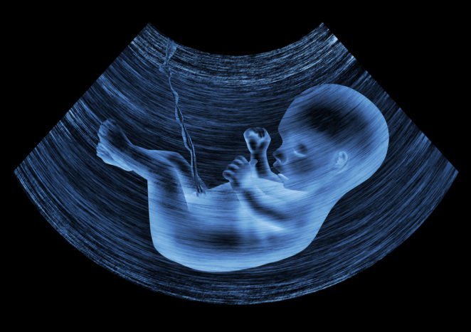 desarrollo fetal en el útero
