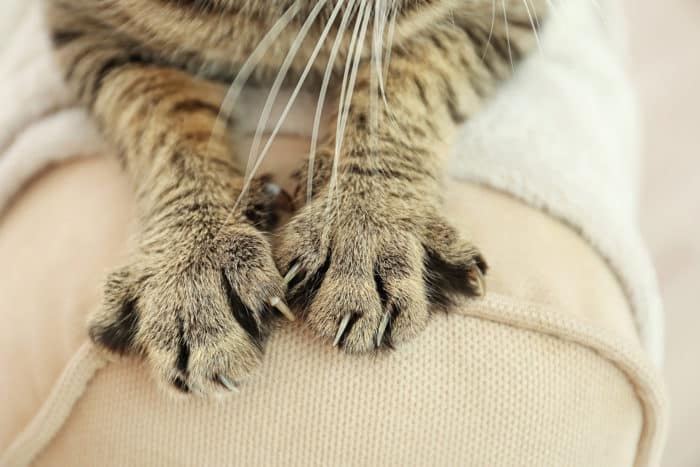 bartonelosis enfermedad por arañazo de gato es