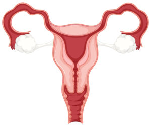 sistema reproductor femenino