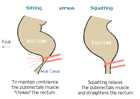 sentado vs en cuclillas
