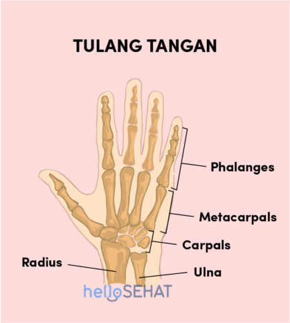 hueso de la mano imagen de la mano