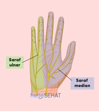 Imagen de la mano - nervio cubital mediano.