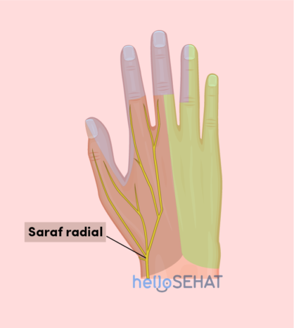 Imagen de la mano - nervio radial.