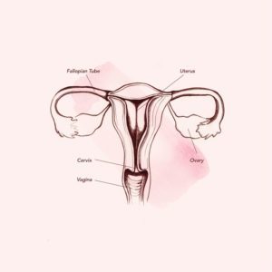 Anatomía en la vagina (fuente: Teen Vogue)