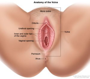 Miradas al aire libre y vulva (fuente: Nuestros cuerpos nosotros mismos)
